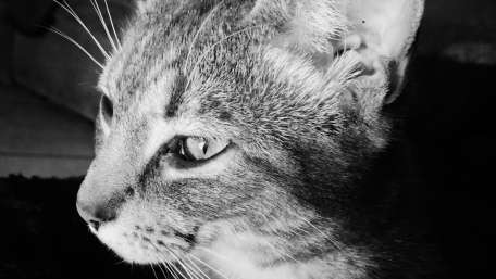 Elegant Monochrome Cat Portrait wallpaper