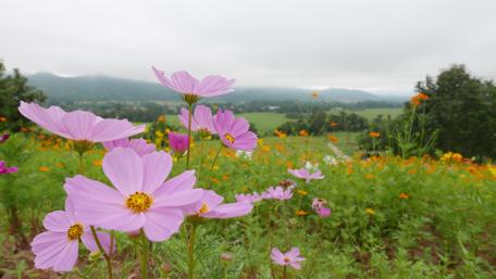 Vibrant Flower Field Under Cloudy Skies wallpaper