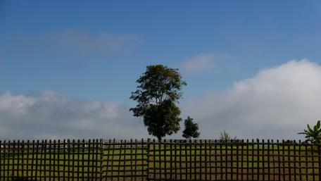 Serene Landscape with a Lonely Tree and Cloudy Sky wallpaper