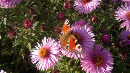 Vibrant Butterfly Amidst Blooming Flowers wallpaper