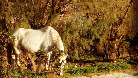 Horse Grazing in a Sunlit Countryside wallpaper