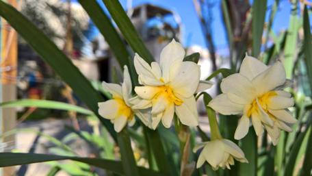 Sunny Daffodils in Bloom wallpaper