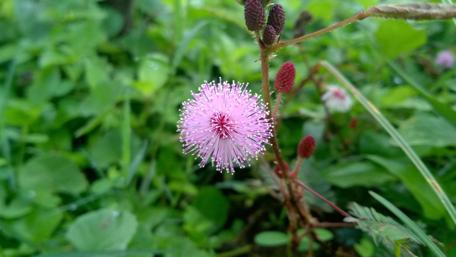 Vibrant Spring Blooming Mimosa Flower Wallpaper wallpaper