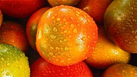Fresh Tomatoes Drenched in Water Drops for a Vibrant Look wallpaper
