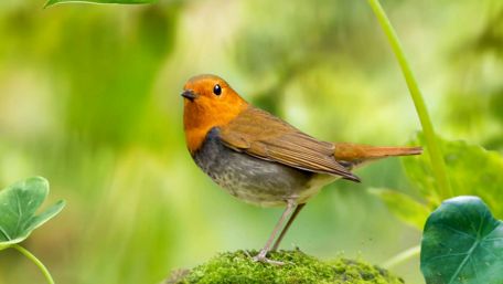 Vibrant Finch in Lush Habitat wallpaper