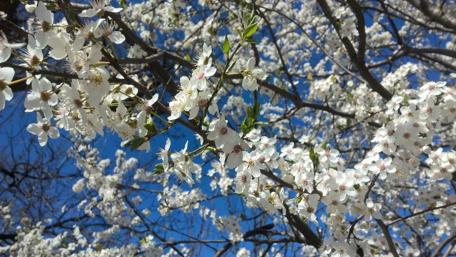 Blooming Elegance in Springtime Splendor wallpaper