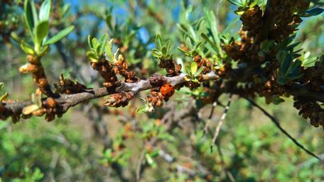 Vibrant Ladybug on a Green Branch wallpaper