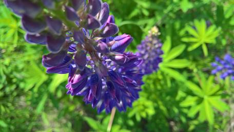 Vibrant Purple Blossoms in Nature's Embrace wallpaper