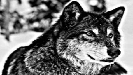 Majestic Wolf in Black and White Artwork wallpaper
