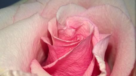 Delicate Pink Rose Close-Up Artistry wallpaper