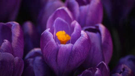 Vibrant Crocuses in Blooming Splendor wallpaper