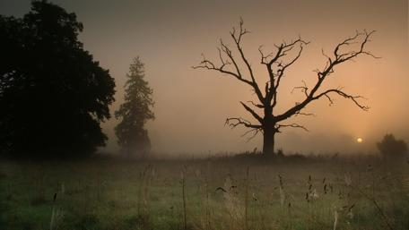 Misty Twilight Field in 4K wallpaper