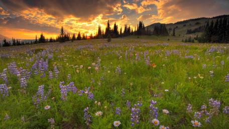 Serene Sunset Over a Wildflower Meadow wallpaper