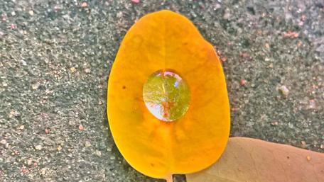 Vibrant Leaf with Waterdrop Reflection wallpaper