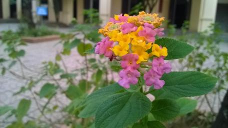 Bright and Colorful Flowering Plant in Blooming Garden Scene wallpaper