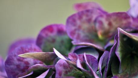 Vibrant Purple Floral Macro Beauty wallpaper