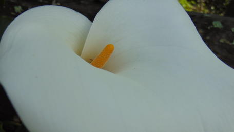 Elegant White Flower in Focus wallpaper