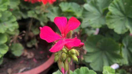 Vibrant Pink Flower Blooms in Nature's Embrace wallpaper