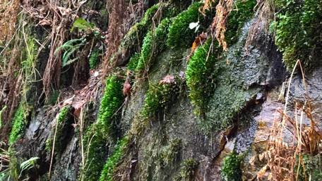 Lush Greenery on Rocky Terrain wallpaper