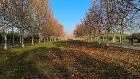 Autumn Serenity in Madrid Park wallpaper