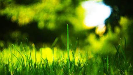 Lush Green Grass Closeup in Nature Light wallpaper