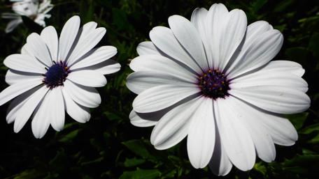 Radiant Daisies in Full Bloom wallpaper