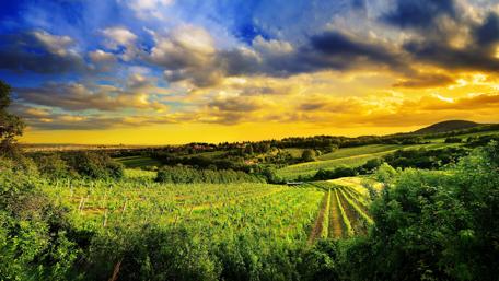 Majestic Vineyard Landscape Amidst Dramatic Skies wallpaper