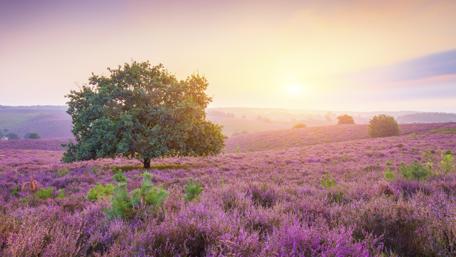 Serene Sunrise Over a Purple Flower Field wallpaper