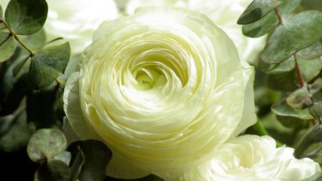 Spring Persian Buttercup Blossom wallpaper