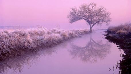 Misty Purple Dawn by the River wallpaper
