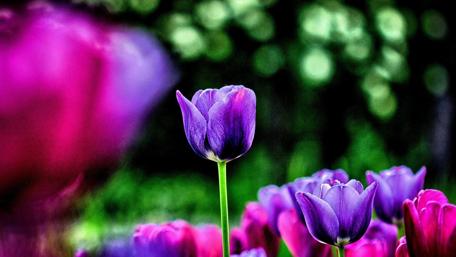 Elegant Purple Tulip in Spring Garden wallpaper