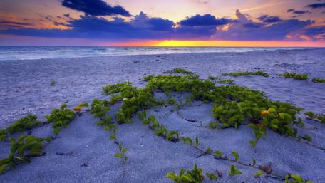 Serene Seashore at Sunset Glow wallpaper