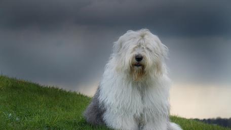 Old English Sheepdog in Serene Landscape wallpaper