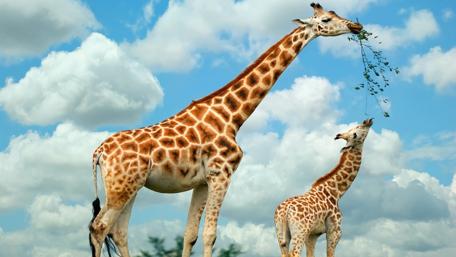 Graceful Giraffes in the Wild wallpaper