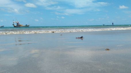 Serene Beach and Tranquil Waves Scene wallpaper