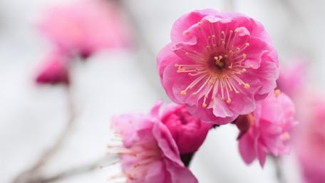 Blossoming Beauty in Pink Splendor wallpaper