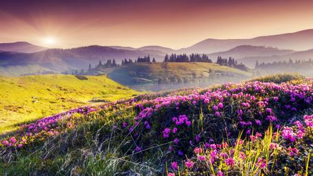 Spring Bloom on Rolling Hills wallpaper