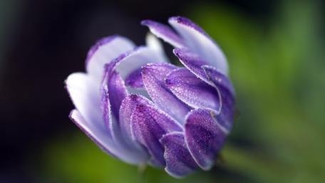 Purple Flower with Raindrops in Spring wallpaper