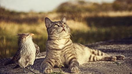 Curious Cat and Bird in Sunlit Reverie wallpaper