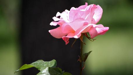 Delicate Pink Rose in Full Bloom wallpaper