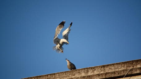 Seagulls in Flight Overhead wallpaper