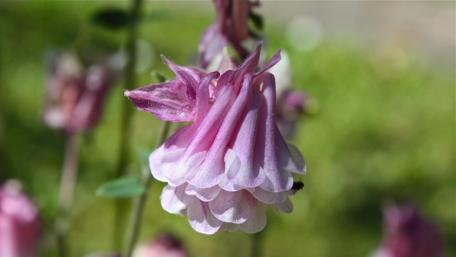 Delicate Pink Aquilegia Flower Wallpaper wallpaper
