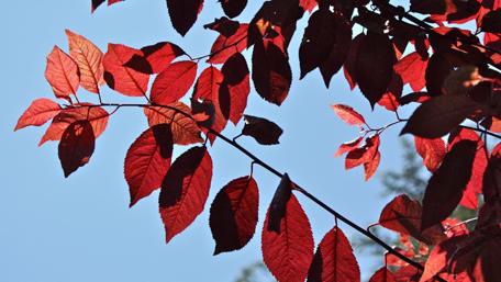 Autumn's Fiery Red Leaves Under Clear Sky wallpaper