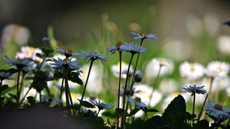 Daisies in Blurred Background wallpaper