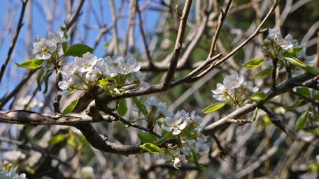 Delicate Blossoms of Spring wallpaper
