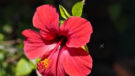 Vibrant Hibiscus Bloom in Macro Detail wallpaper