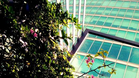 Sunlit Serenity Amidst Urban Greenery wallpaper