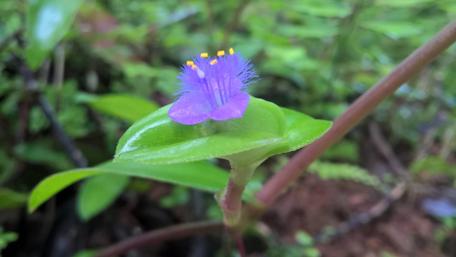 Vibrant Violet Flower in Nature's Embrace wallpaper