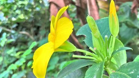 Vibrant Yellow Blossoms in Nature wallpaper