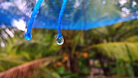Nature's Refreshing Water Drops Amidst Lush Greens wallpaper